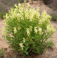 astragalus bush