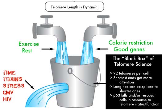 telomere length is dynamic