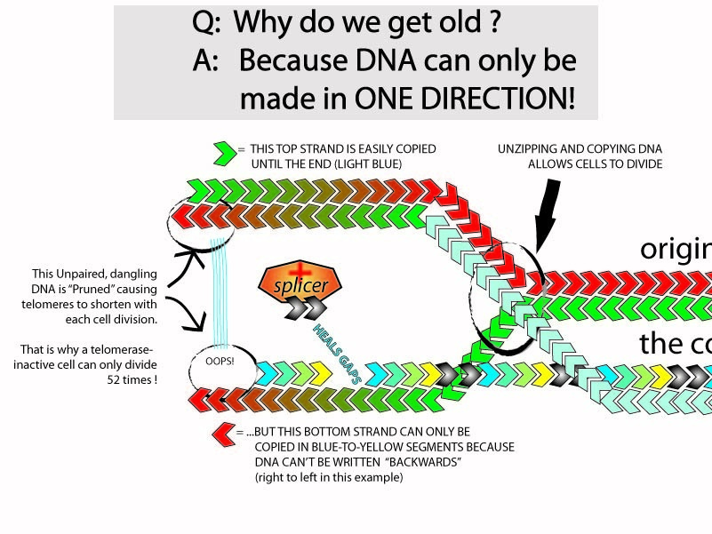 dna syntheses
