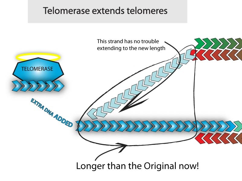 telomerase in action