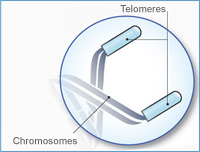 tips of chromosomes